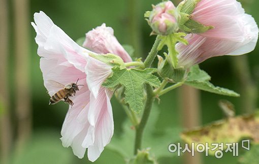[포토]'무궁화 축제'에 날아온 꿀벌