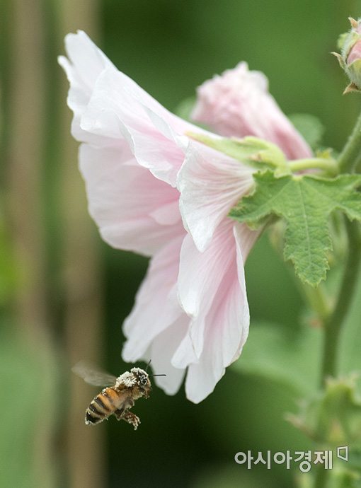 [포토]무궁화에 날아온 꿀벌