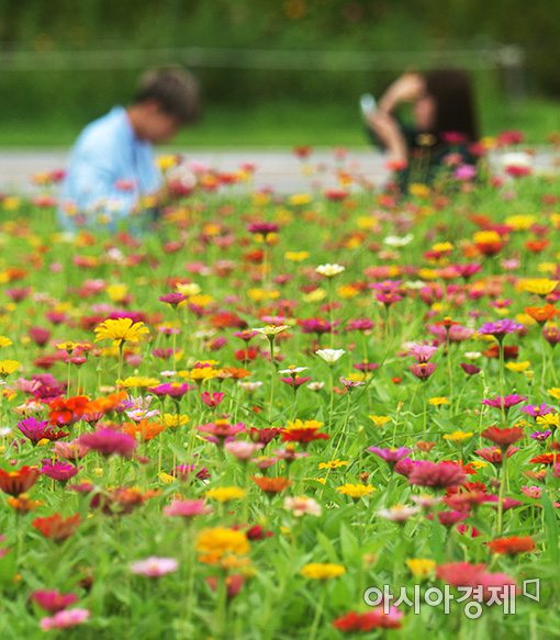 [포토]코스모스 만개한 한강시민공원