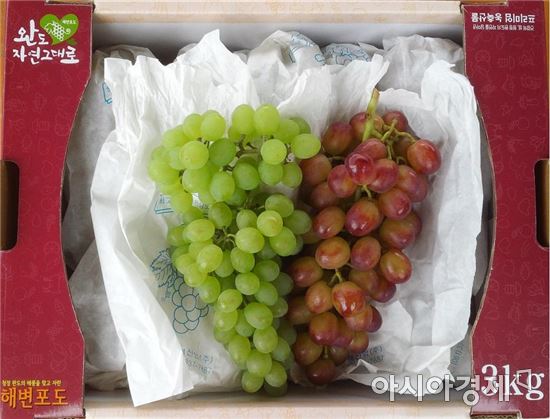 해풍 맞고 자란 완도 해변포도‘본격 출하’