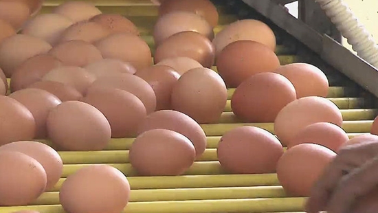 [사진=sbs 뉴스 캡처] 계란