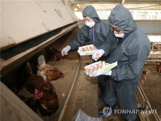 [살충제 계란 파동]한국 "먹어도 문제없다"vs 유럽 "유해하니 버려라"…혼란 가중