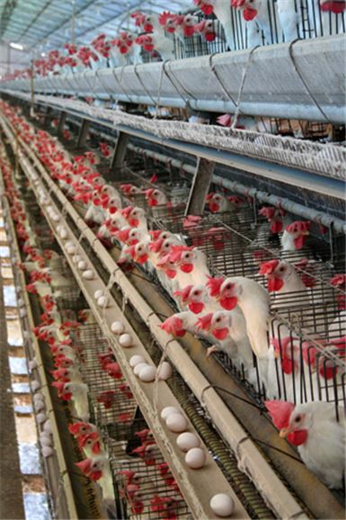 공장형 닭장의 모습(사진=위키피디아)