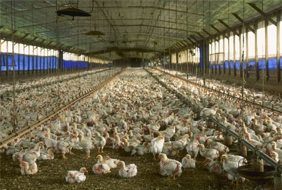 집단 사육되는 닭들의 모습(사진=위키피디아)