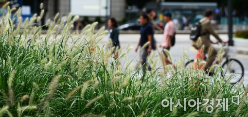 [포토]수크령 만발