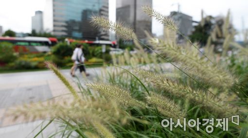 [포토]수크령 만발한 청계광장