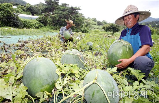 [포토]무등산수박 출하