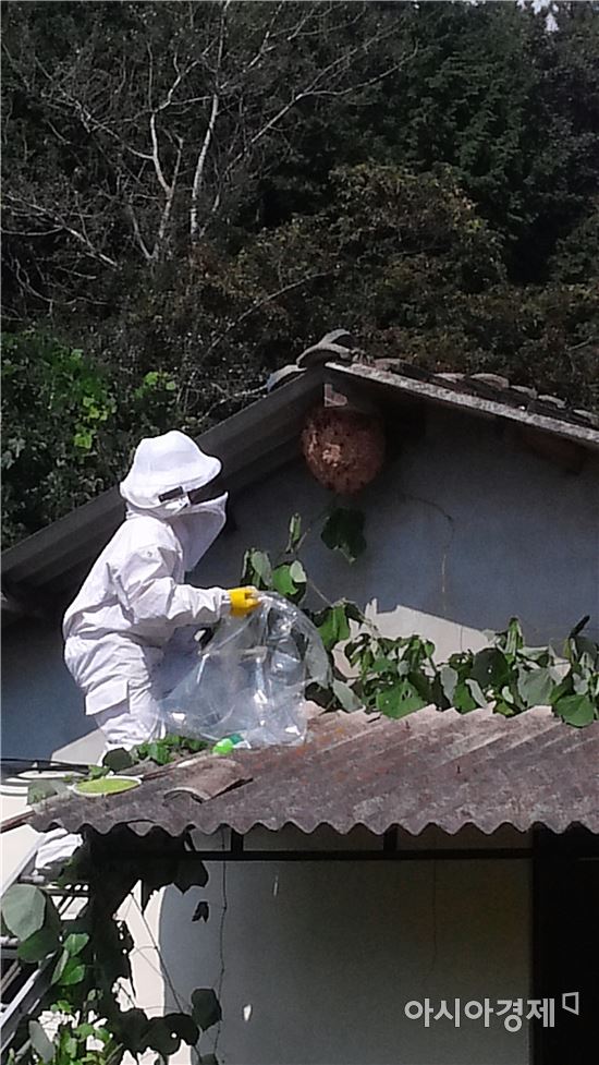 전남도소방본부,벌초·야외활동 때 벌 쏘임 주의 당부