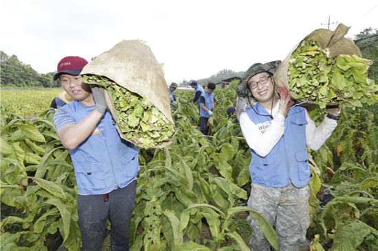  KT&G, 잎담배 수확 봉사 진행…'11년째 꾸준한 상생 실천'