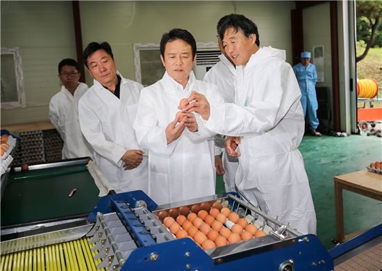 남경필 경기도지사가 용인 산란계 농장을 찾아 계란을 살펴보고 있다. 