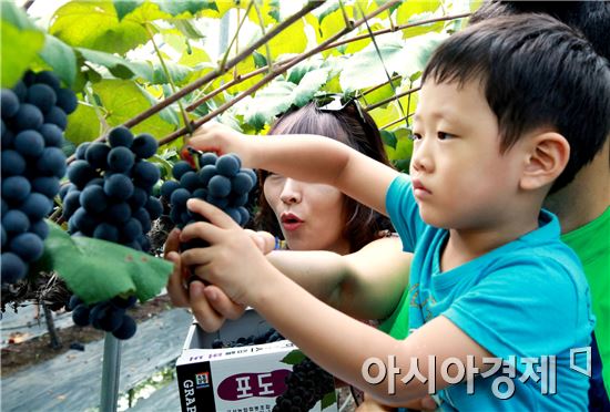 담양군 ‘제10회 고서포도축제’ 오는 25일 개최