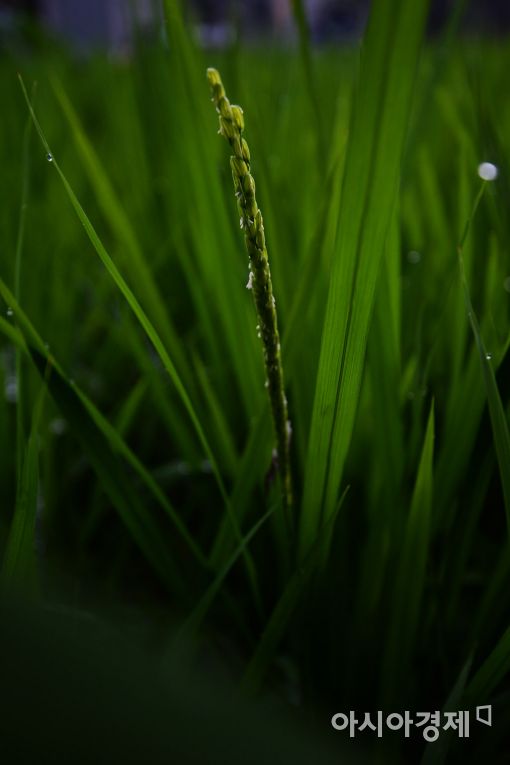 [포토]무럭무럭 자라는 벼