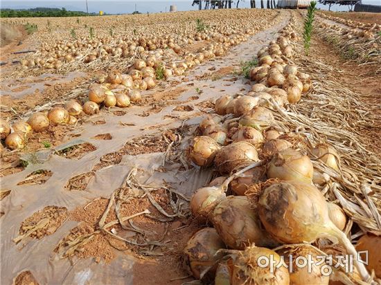 부안 신소득 육성품목 ‘부안 해풍양파’ 지원 대폭 확대