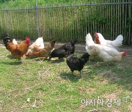 [살충제 계란 파동]"시중 계란 못 믿어"…소규모 친환경 농장서 4배값 주고 산다