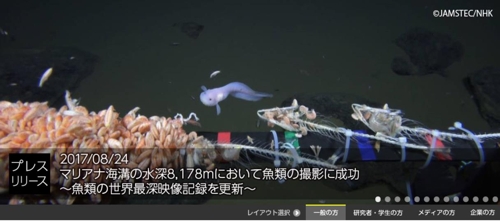 마리아나 해구 수심 8178ｍ에서 촬영한 물고기/사진=일본 국립해양연구개발기구 홈페이
지 캡처