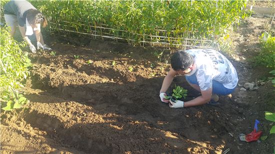 관악구 도시농부들 나노 배추 모종으로 가을 농사 시작