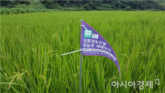 곡성군, 벼 깨씨무늬병 예방 시범사업 효과 뛰어나