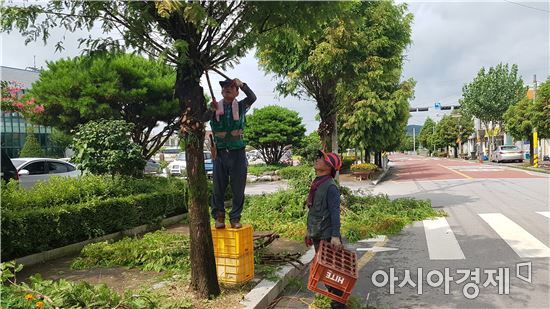 고창 아산면, 도로변 가로수 전정작업 