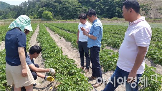 장성군은 감자와 벼농사를 2기작으로 재배하는 ‘봄감자·벼농사 작형 특성화 시범사업’을 올해 실시하고 논감자 작황을 점검중이다. 사진=장성군