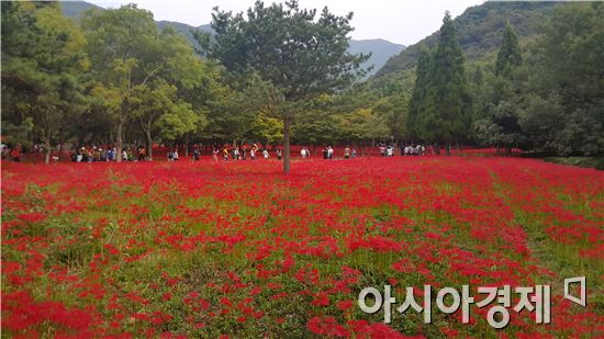 영광군, 제17회 영광불갑산 상사화축제 개최