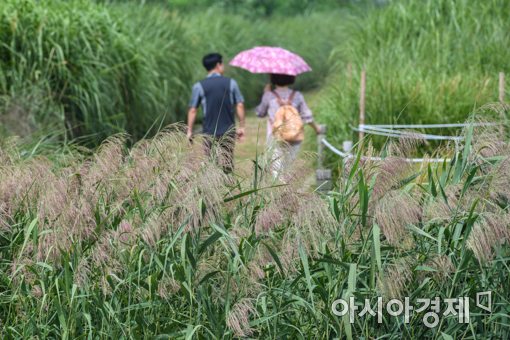[포토]성큼 다가온 가을 무르익는 억새