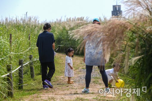 [포토]조금씩 익어가는 억새 '여름과 가을 사이'