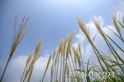 [포토]때양볕 아래 익어가는 억새