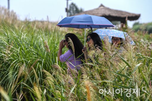 [포토]억새풀 사이로
