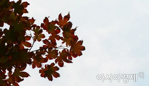 [포토]단풍의 계절