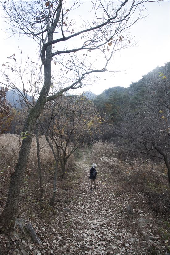 [조문환의 지리산별곡 17] 겨울나무가지 예찬