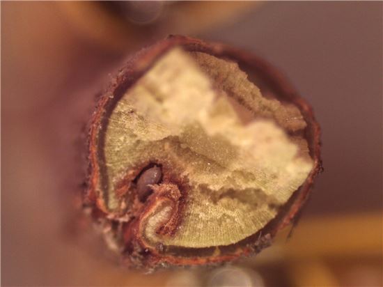 보성군, ‘돌발해충 정밀 예찰’에 총력