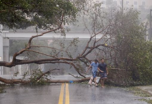 [이미지출처=연합뉴스]허리케인 '어마'가 10일(현지시간) 미국 플로리다주에 상륙한 가운데 강풍에 쓰러진 가로수가 마이애미 거리의 통행을 막고 있다.