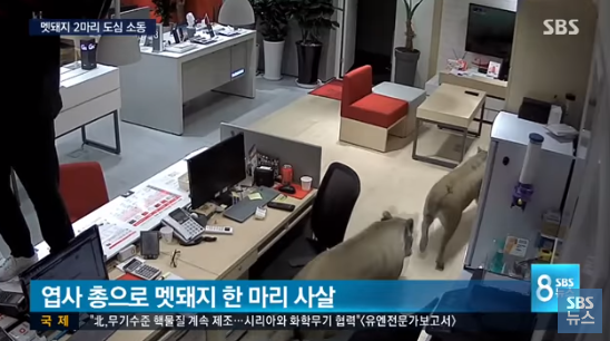 SBS 8시 뉴스 캡처
