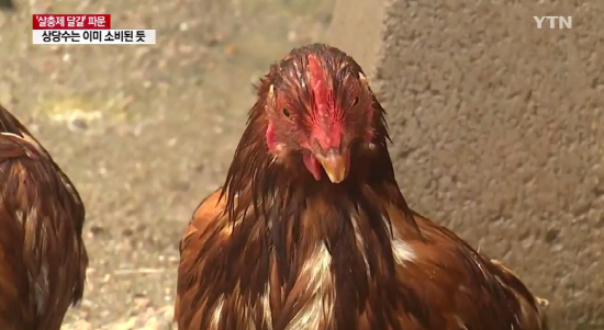 ‘살충제 계란’ 논란, 닭고기는 안전할까?…‘불안감 증폭’