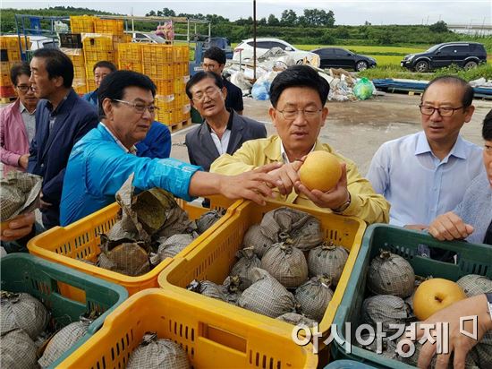 강인규 나주시장, 추석 전 배 선별작업 현장방문 