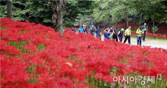 [포토]붉디붉은 꽃무릇 절정 함평 용천사