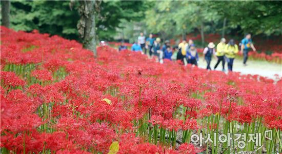 함평군, 23~24일 용천사 일대에서 제18회 꽃무릇큰잔치 개최