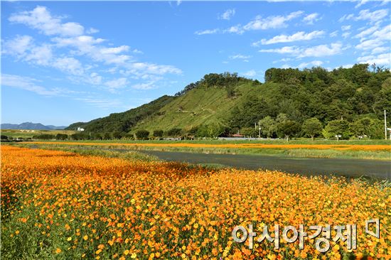 [포토뉴스] 장성군 황룡강변 꽃들의 향연