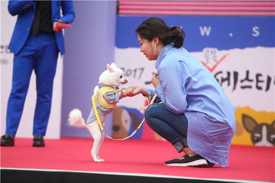 서리풀페스티벌..."반려견 패션왕 나야 나!"