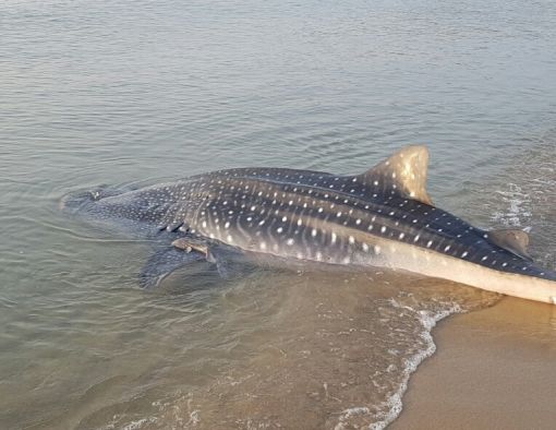 '지구에서 가장 큰 어류' 고래상어, 영덕 해수욕장에 출현…결국 바다로 