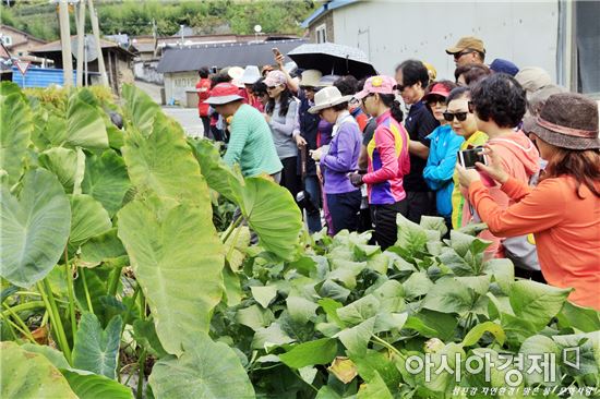 ‘섬진강·보성강을 사랑하는 사람들’ 곡성토란 주산지 방문