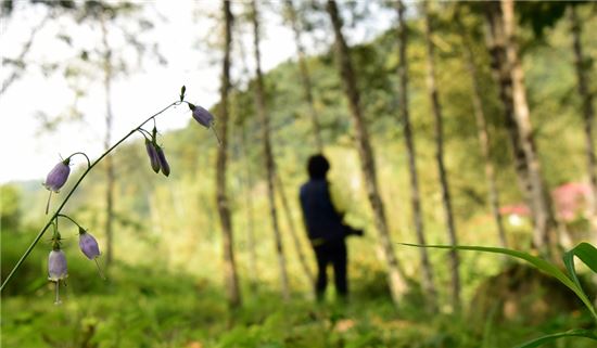 [여행만리]단풍잎 흘러내린 물소리 들리나요