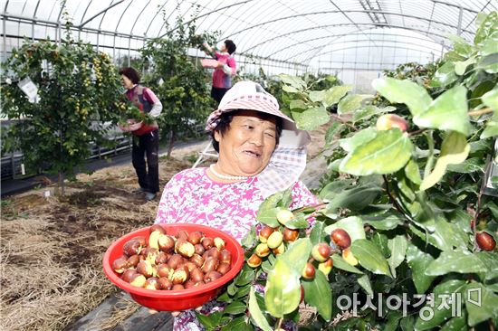 함평군, 추석앞두고  생대추 수확 한창