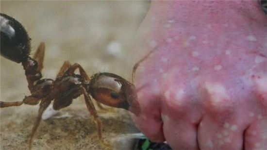 [사진출처=JTBC 뉴스 캡처] 붉은 독개미