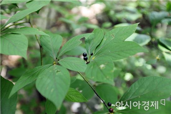 깃대종 털조장나무