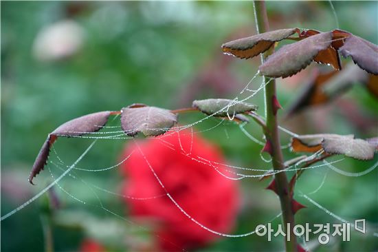 곡성심청축제, 그윽한 가을장미 향기 관광객 유혹 