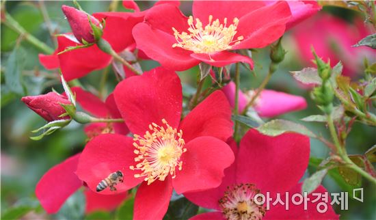 [포토]벌을 유혹하는 붉은 가을장미