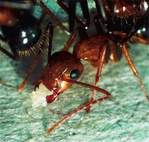 다른 일개미가 낳은 알을 먹어치우는 일개미의 모습. 보통 일개미가 몰래 알을 낳아 숨겨서 키울 경우, 다른 일개미들이 이를 찾아내어 없앤다.(사진=위키피디아)