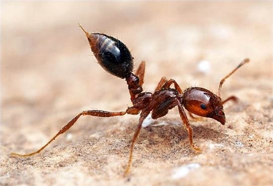 [개미의 습격]①개미집에선 여왕개미 단 한마리만 알을 낳을까?