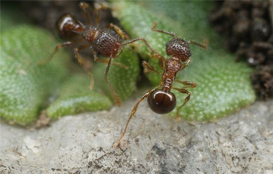 여왕개미 없이 서열 상위 일개미들이 수개미들과 교미해 알을 낳는 것으로 전해진 그물등개미(사진=위키피디아)